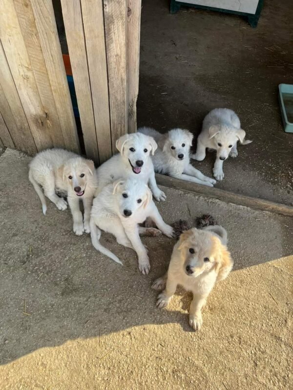 Como adotar um Pet na Itália
