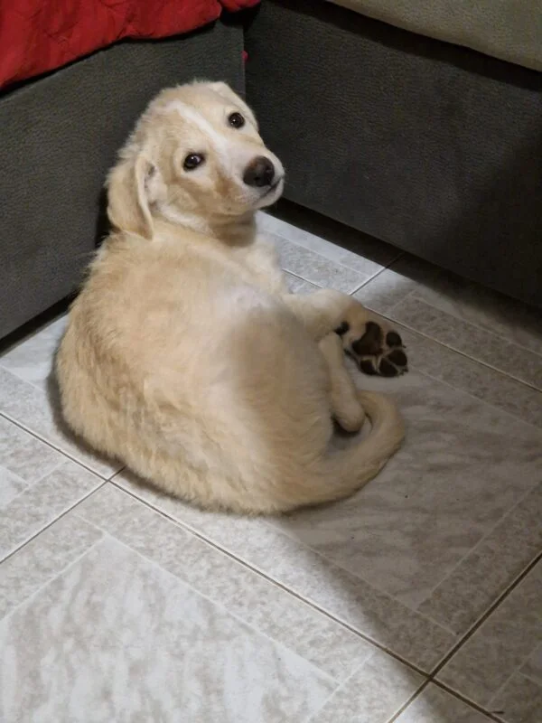 Como adotar um Pet na Itália
